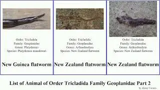 List of Animal of Order Tricladida Family Geoplanidae Part 2 obama luteostriata guinea multicolor
