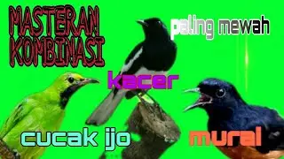 MASTERAN KOMBINASI PALING  MEWAH .. MURAI VS CUCAK IJO  VS KACER.. PALING GACOR.