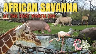 African Savanna (2018) at the Fort Worth Zoo | Exhibit Tours Ep. 47