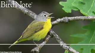 Climate Change Leads Male Birds to Migrate Sooner