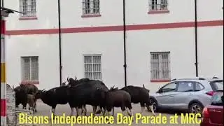 Ooty #ndian Gaur (Bison) lndependence day march Wellington Barracks  15-8-2025 #MRC# nilgiris lndia