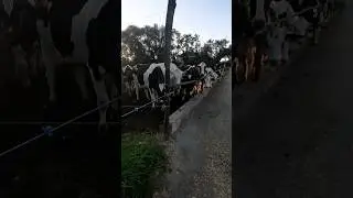 Cow farm in Australia 🇦🇺 😍 #jobsearch #jobs #jobvacancy @Animalsbreeding #subscribe