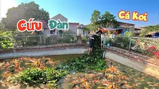 Lấy Bèo Thả Ao Cứu Tạm Đàn Cá Koi Và Lý Do Rùa Common Bắt Buộc Phải Xa Vợ / Quế Nghịch