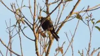 Epaulet Oriole - Icterus cayanensis - Moriche Oriole - Aves del Vichada