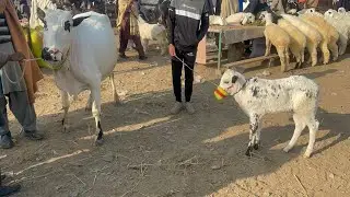 Fateh reads Dasi mix cow rate mandra mandi today ll domail mandi today ll jamil tv ll