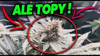 [VLOG #79] Auto Marihuana zaskoczyła nas swoją WIELKOŚCIĄ ! Pokazują się już pierwsze topy!  Weed