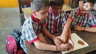seed sorting activity in class 3D