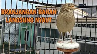 Branjangan Parva Gacor untuk Pancingan Branjangan Bahan Agar Bunyi