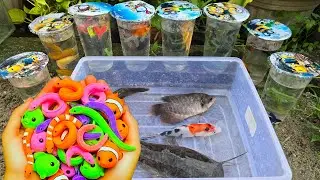 Unboxing Telur Ikan CUPANG, Ikan Mas, Ikan Lele, Ikan Hias, Guppy, Koi, Ikan CHANNA, Belut Moray