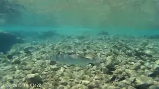 Sphyraena Barracuda - Red sea
