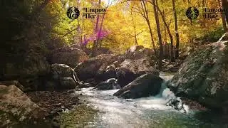 WOMB HEALING MEDITATION FOR EMOTIONAL RELEASE⋆.˚🦋༘⋆
