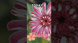 A Floral Quiz #shorts   #anthophile