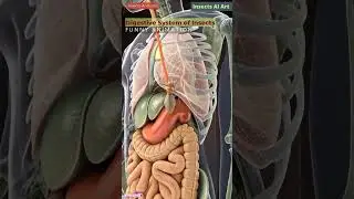 Digestive System Animation of an Insect | Insects Anatomy | Insects AI Art | 09