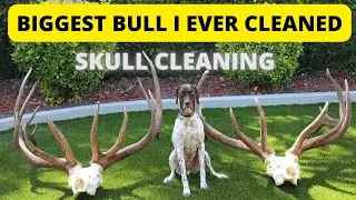 SKULL CLEANING THE BIGGEST ELK TO DATE