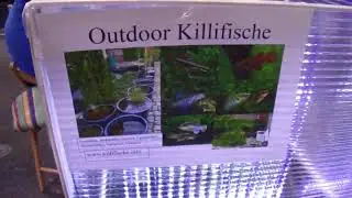 Aqua Expo in Hamm XXL 2025  ( 1/7 ) Outdoor Killifische