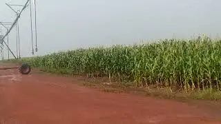 Day 63 Maize & Onion Spray Management | Pivot-01 Onion Urea Application | Field Work Update