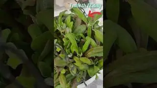 The journey of the ice plant from seed to flowering buds#flowers #like #subscribe