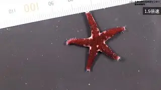ヒメヒトデの起き上がり行動
