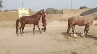 OMG😱 My horse amazing beautiful video meeting||Horse Videos