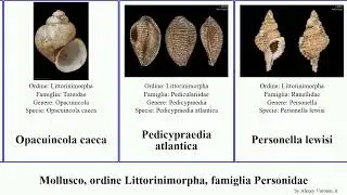 Mollusco, ordine Littorinimorpha, famiglia Personidae distorsio tonna bythinella zebinella bicolor