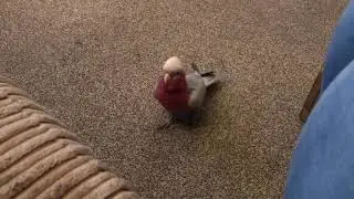 Galah cockatoo attacks toes