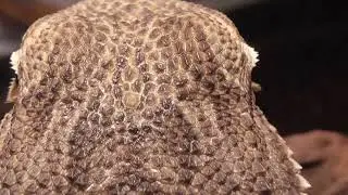 Bearded Dragon's Creepy Third Eyeball!