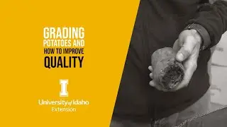 Grading Potatoes and How to Improve Quality