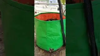 small branch became a beautiful creeper of kaner plant
