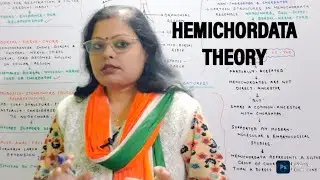 HEMICHORDATA THEORY//ORIGIN OF CHORDATA//ZOOLOGY MADE SUPER EASY BY SEEMA MA'AM. 