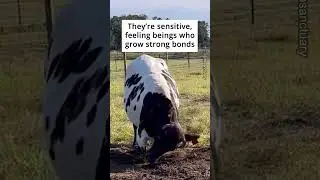 Sadness is something we share with animals 🙏 #cow #cows #sad