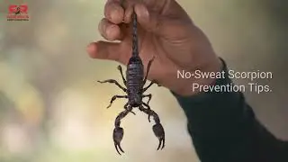 8 No Sweat Scorpion Prevention Tips For Las Vegas Properties | Red Rock Pest Control