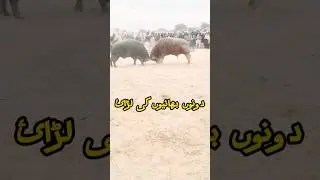 Bull Sultan VS Tufan fight🔥 #buffalo #animals #shorts