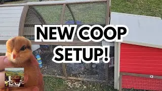 Raising Chicks the Right Way: Moving to Grass, Adding Shelter, and Flock Growth Tips