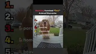 Ranking funniest  Real  Animal Moments!