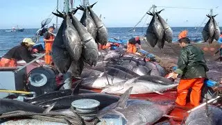Commercial Net Fishing tuna - Catch Hundred Tons Tuna Fish On Modern Boats And Processing in Factory