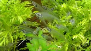 Indischer Glaswels Kryptopterus vitreolus ( Indian Glass Catfish )