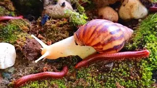 The Most Peaceful Encounter in Nature: Millipede & Snail meeting #insects #educationalmillipede 