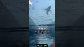 Dubai Fun #dubai #dubaifun #visitdubai #ilovedubai #dubaishorts #shortsvideo #youtubeshortsvideo