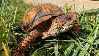 BOX TURTLES!!!!  A close look at some of the Box Turtles that live at the Ranch.