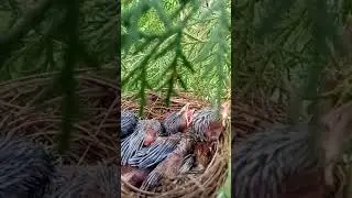 🍓🍓 Beautiful little bird video 🍓 whatsapp status | Islamic sad video🔥 #short #dirdsstatus #viral