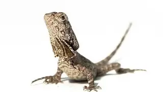Frilled Dragon Lizard Feeding