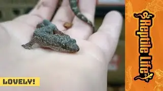 'Just Arrived' Marbled Geckos | Reptile Life