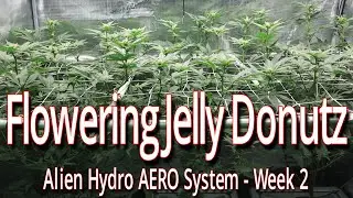 Цветущий пончик с желе в системе Alien Hydro AERO, неделя 2