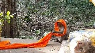Monkey Wearing A Robe Of Buddhistmonk, Really Joking Monkey CHT# 43.