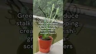 Sizzle succulent care guide