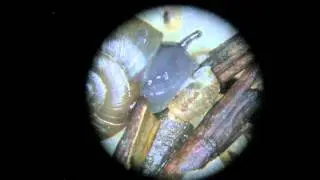 Glyphyalinia wheatleyi Snail Preying On Gastrocopta tappaniana Snail