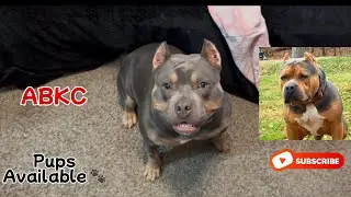 Шанель обожает своих щенков 🐾