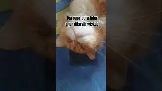 милый оранжевый кот #короткоевидео #кот #милый кот