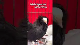 American Saint and Capuchin Pigeons at Zohel&rsquo;s Pigeon Loft Mumbai