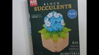 Echeveria Blue Curls - Succulents - Brick Flower